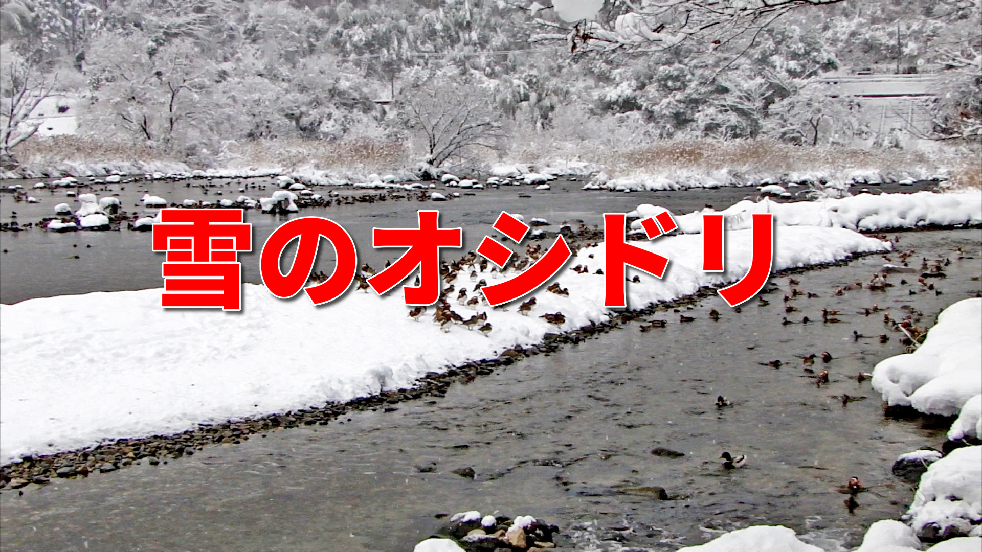 「雪の中のオシドリ」の動画です。鳥取県日野町の日野川で撮影しました。