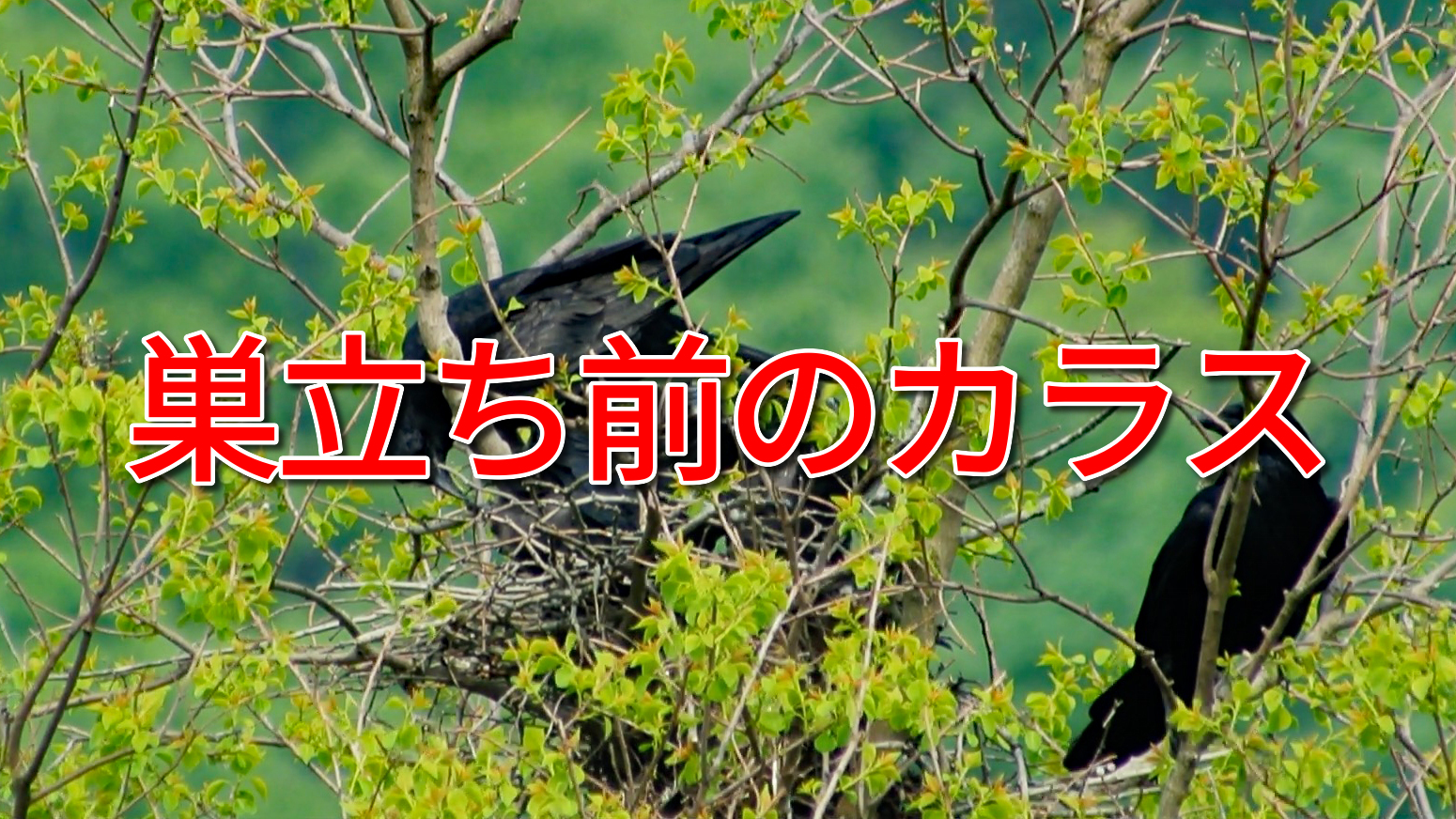 「巣立ち前のカラス」の動画です。毎年、カラスが同じところで子育てをします。５月中旬には、巣立ちます。