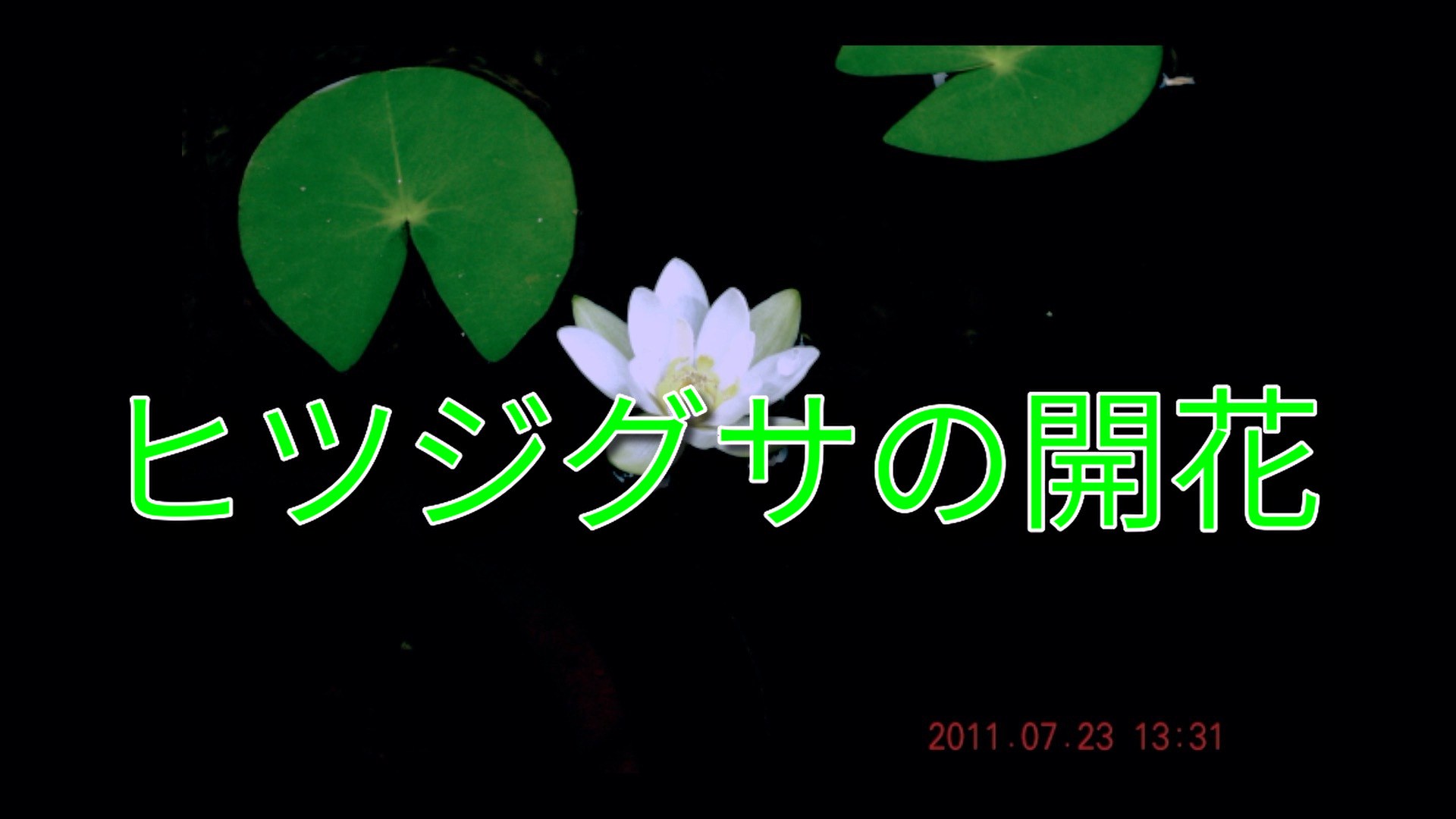 「ヒツジグサの開花」の動画写真です。スレン鉢のヒツジグサをインターバールで写真撮影したものを動画にしました。未の刻（午後１時～３時）に開花することが判ります。