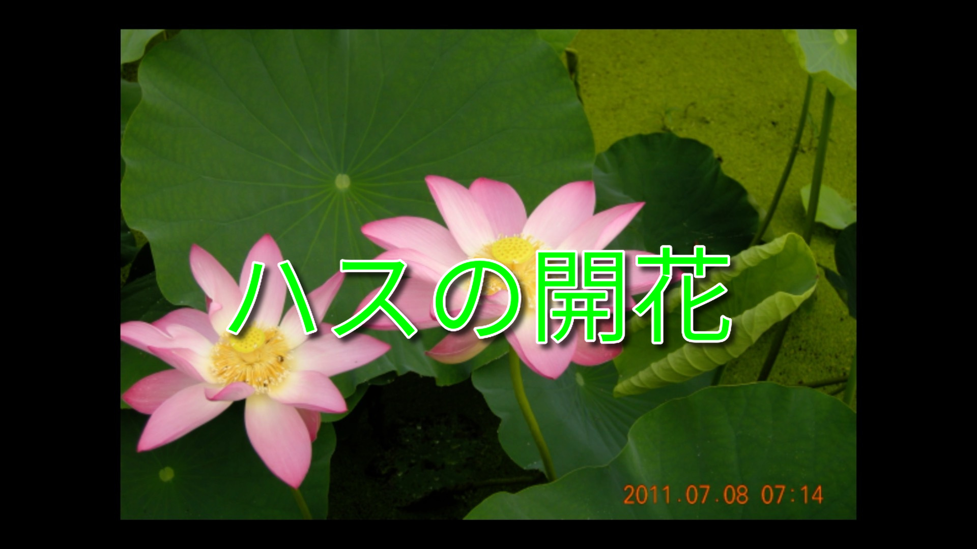 「ハスの開花」の動画写真です。岡山市北区高松の宗治ハスの開花をインターバル撮影の写真を動画にしています。早朝午前５時頃から７時３０分にかけて開花しました。