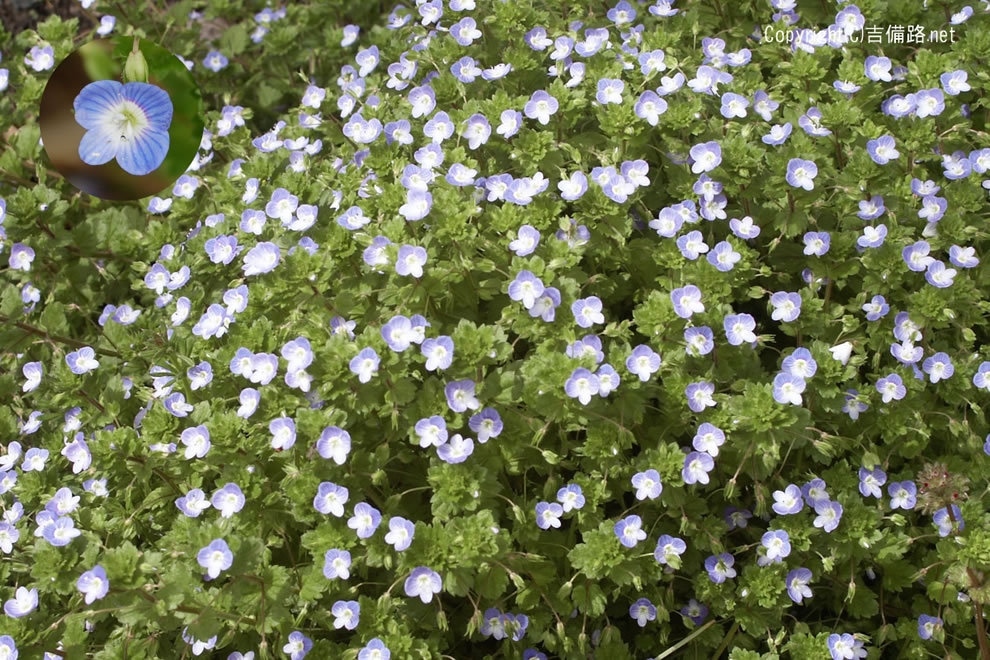 里山の野草 オオイヌノフグリ